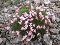 /album/fotogalerie-nabidka/asperula-sintenisii-jpg/